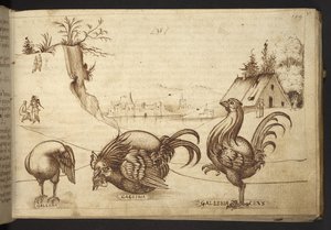 Poules (