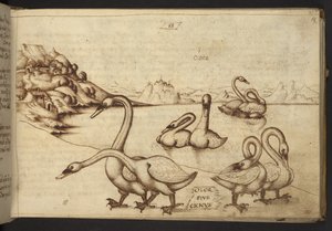 Cygnes (