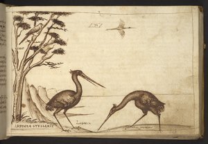 Add. 82955, f.70 Héron (