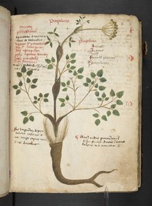 Un herbier, Belluno - Italian School