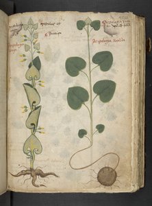 Un herbier, Belluno