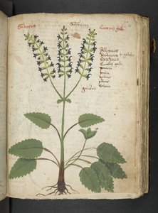 Un herbier, Belluno
