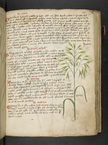 Un herbier, Belluno - Italian School