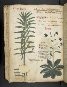 Add MS 41623 Boraxo (ou 