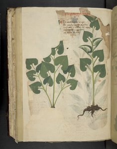 Add MS 41623 f.104v Anthurium, d