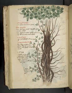 Add MS 41623 f.110v Arbre de mangrove, d