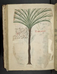 Tarro Arboro, d