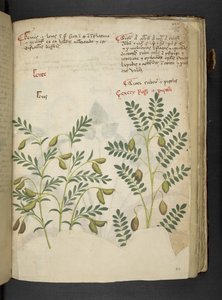 Un herbier, Belluno - Italian School