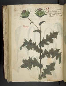 Add MS 41623 f.117v Chardon 