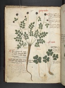 Un herbier, Belluno - Italian School