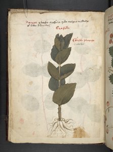 Add MS 41623 f.16v 