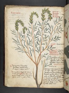 Un herbier, Belluno - Italian School