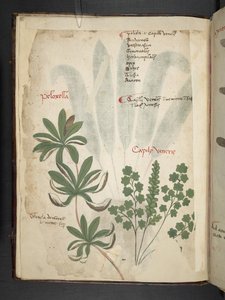 Un herbier, Belluno - Italian School