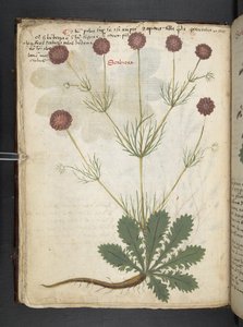 Un herbier, Belluno - Italian School