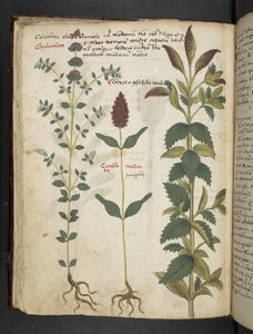 Un herbier, Belluno - Italian School