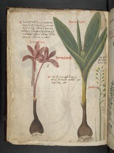 Un herbier, Belluno - Italian School
