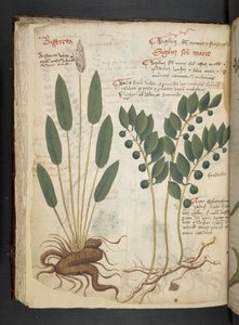 Add MS 41623 f.42v 