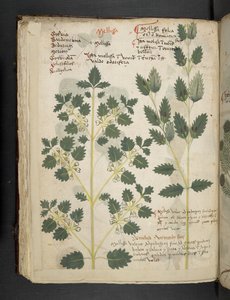 Un herbier, Belluno - Italian School