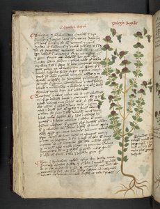Un herbier, Belluno - Italian School