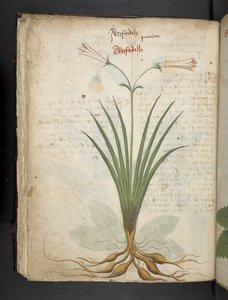 Add MS 41623 f.64v 