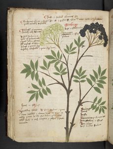 Add MS 41623 f.72v 