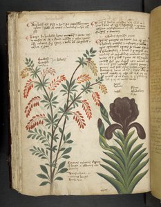 Un herbier, Belluno - Italian School