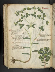 Un herbier, Belluno