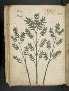 Add MS 41623 f.99v 