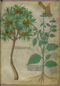 Illustration botanique