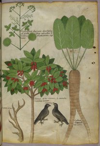 Illustration botanique de plantes et d