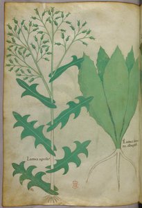 Illustration botanique, vers 1440 (encre et couleur sur vélin) - Italian School