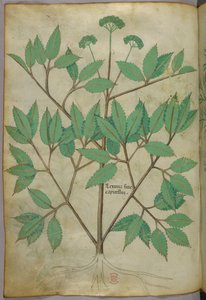 Illustration botanique, vers 1440 (encre et couleur sur vélin) - Italian School