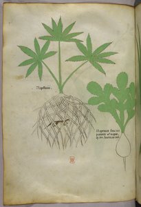 Illustration botanique, vers 1440 (encre et couleur sur vélin) - Italian School