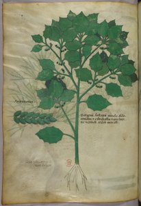 Illustration botanique, vers 1440 (encre et couleur sur vélin) - Italian School