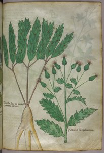 Illustration botanique, vers 1440 (encre et couleur sur vélin)