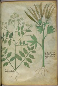 Illustration botanique, vers 1440 (encre et couleur sur vélin)