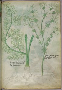 Illustration botanique, vers 1440 (encre et couleur sur vélin)