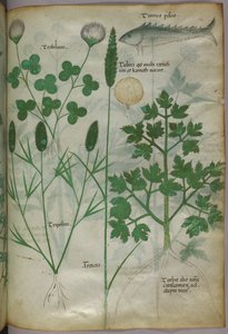 Illustration botanique, vers 1440 (encre et couleur sur vélin) - Italian School