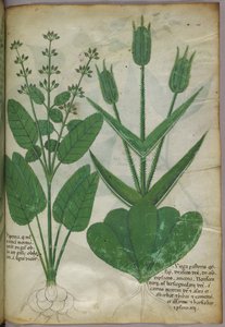 Illustration botanique, vers 1440 (encre et couleur sur vélin) - Italian School