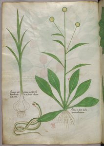 Illustration botanique, vers 1440 (encre et couleur sur vélin) - Italian School