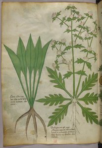 Illustration botanique, vers 1440 (encre et couleur sur vélin)