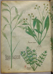 Illustration botanique, vers 1440 (encre et couleur sur vélin)