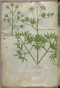 Illustration botanique, vers 1440 (encre et couleur sur vélin) - Italian School