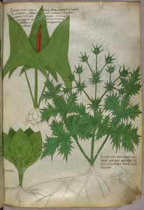 Illustration botanique, vers 1440 (encre et couleur sur vélin) - Italian School