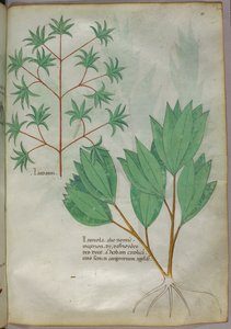 Illustration botanique, vers 1440 (encre et couleur sur vélin) - Italian School