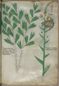 Illustration botanique, vers 1440 (encre et couleur sur vélin) - Italian School
