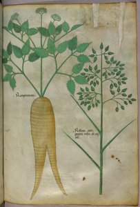 Illustration botanique, vers 1440 (encre et couleur sur vélin)