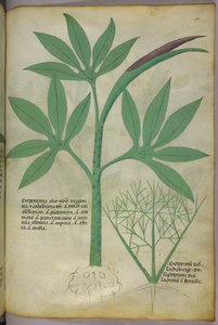 Illustration botanique, vers 1440 (encre et couleur sur vélin) - Italian School