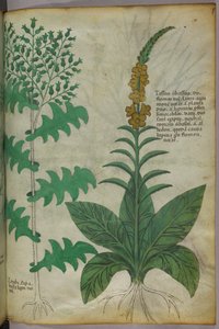 Illustration botanique, vers 1440 (encre et couleur sur vélin)