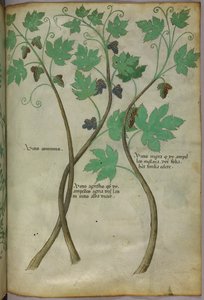 Illustration botanique, vers 1440 (encre et couleur sur vélin) - Italian School